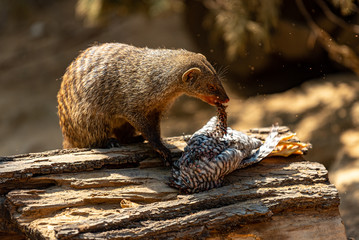 Predatory Mongoose eats quail bird