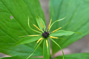 In spring, paris quadrifolia blooms in the forest