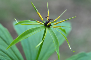 In spring, paris quadrifolia blooms in the forest
