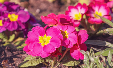 spring flowers in the garden, pink petunia closeup.