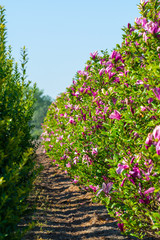 Plantation with rows of evergreen garden decorative magnolia trees with pink flowers in sunny day