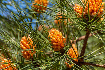 Pine tree with young cones in spring