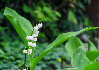 Obraz premium Blooming lily of the valley close up