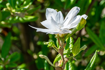 Plantation with rows of evergreen garden decorative magnolia trees with white flowers in sunny day