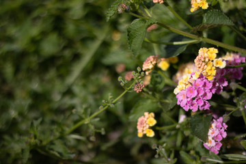 planta silvestre floreciendo en primavera colores amarillos verdes y rosas