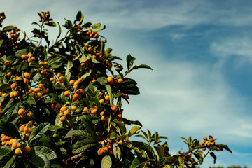 arbol nisprero con fruta madura en un dia soleado