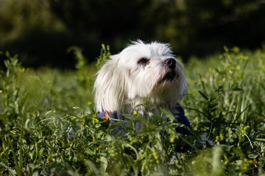 perro bichon maltes tumbado en el campo