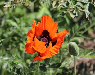 red poppy flower