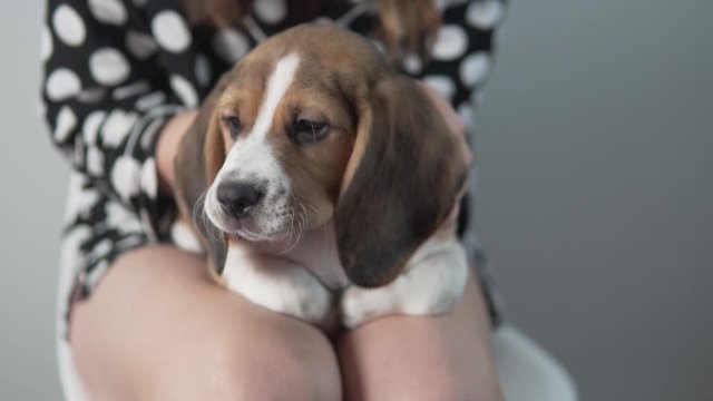 A woman strokes a beagle puppy in her arms.
