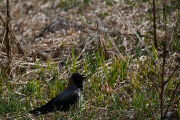 raven in the forest sits on a branch in vivo