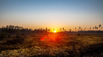 Obraz na płótnie Canvas field landscape in light of golden sunset. Awesome wild land nature. Colorful light of sun down lights up meadow and tall pines on the horizon. Rural tranquil scenery in the evening