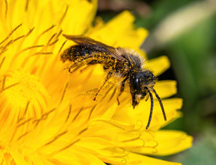 mason bee on dandelion flower
