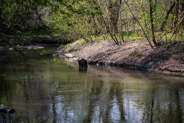 spring river in the forest park on a spring day