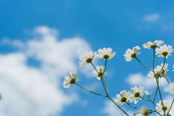 Daisies on a background of bright blue sky. The concept of serenity, simplicity and minimalism