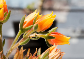 Orange flowers in a close up