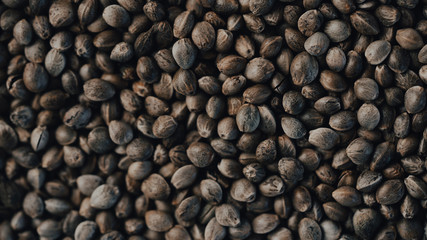 Marijuana seeds in the foreground