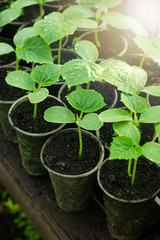 Seedlings of cucumbers in cups on a shelf in a greenhouse. Close up, copy space