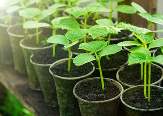 Seedlings of cucumbers in cups on a shelf in a greenhouse. Close up, copy space
