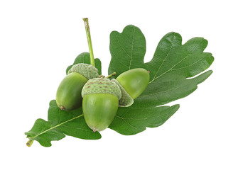 Young acorns and green oak leaf isolated on a white background