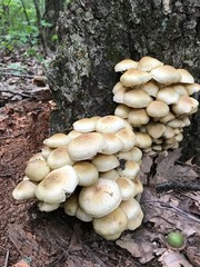 Armilaria mushrooms