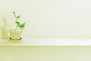Green hera plant on White Pot (vase), Isolated on White