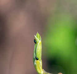 first green shoots on trees and first green bugs