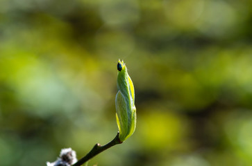 first green shoots on trees and first green bugs