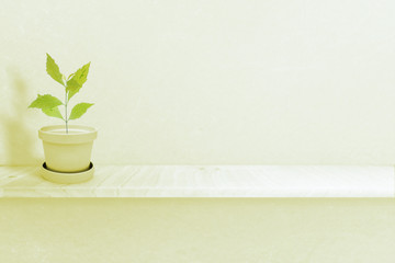 Green plant on White Pot (vase), Isolated on White