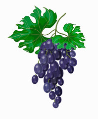 Stock vector illustration. A bunch of big blue grapes in a cartoon style with two green leaves. Drawing is drawn on a white background