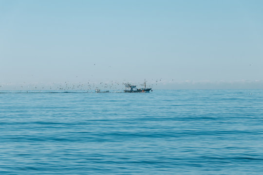 Fishing boat followed by seagulls in sea