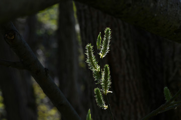first green shoots on trees and first green bugs