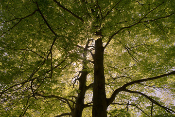 Oak tree in the spring; fresh leaves in the sun
