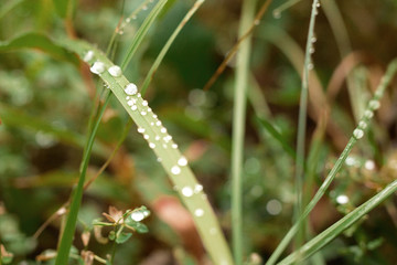 Fototapeta na wymiar dew drops on green grass leaf close up. meadow grass in drops rain, nature scene. ecology, earth day, save pure water concept