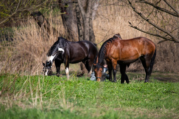 riders and horses on vacation in the forest by the river