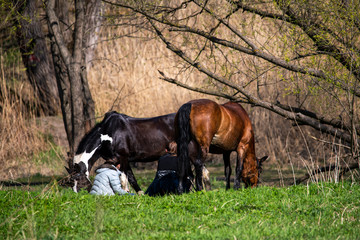 riders and horses on vacation in the forest by the river