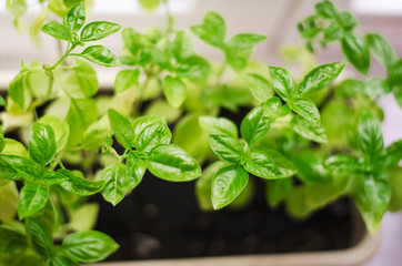 Fresh green basil
