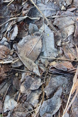 Dry leaves in frost