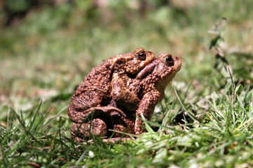 Love in nature
