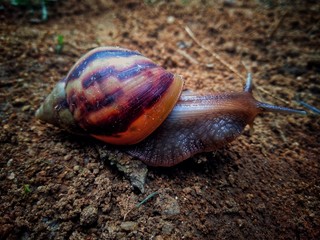 Snail