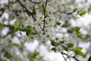 white flowers on a tree