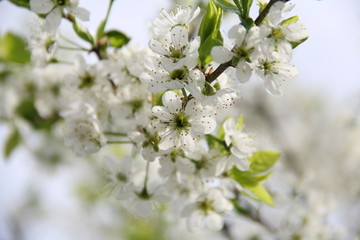cherry blossom in spring
