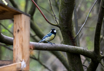 wild tit flew into the feeding trough for lunch