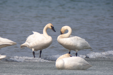 Trumpeter Swans on their annual migration from California to the Bering Sea off the coast of Alaska. Picture taken at one of their stop over points at Tagish in Yukon Territory, Canada. 