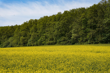 Obraz premium field of rapeseed