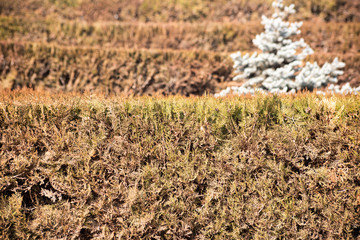 Autumn hedge on the street in the light day