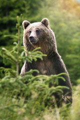 Fototapeta premium Brown bear detail in green forest, ursus arctos,Wild Bear Dangerous animal in nature.