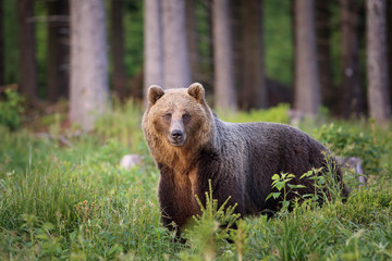 Obraz na płótnie Canvas Big Brown bear wild, Ursus arctos, portrait, in the background are trees.Wild Bear Dangerous animal in nature.