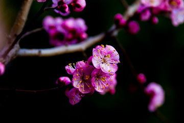 Apricot blossom Peach Blossom flowering pink flowers black background close up