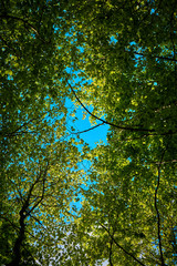 Grüne Blätter vor blauem Himmel