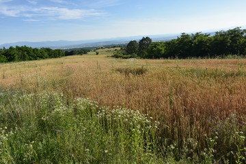 landscape with grass and sky